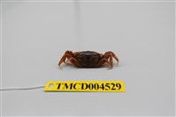 藏品(萬歲大眼蟹)的圖片